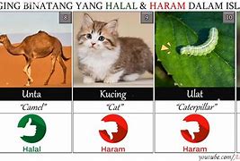 Hewan Apa Saja Yang Haram Dalam Islam